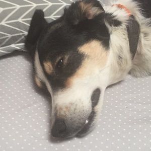 Meet your Posher, Chchris